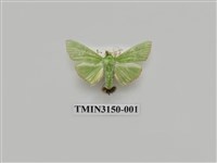 藏品(螟蛾301)的圖片